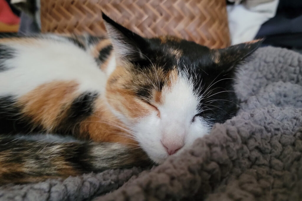 Panchita napping